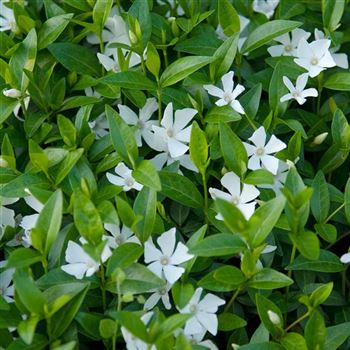 Vinca_minor_Alba_2008_1682.jpg