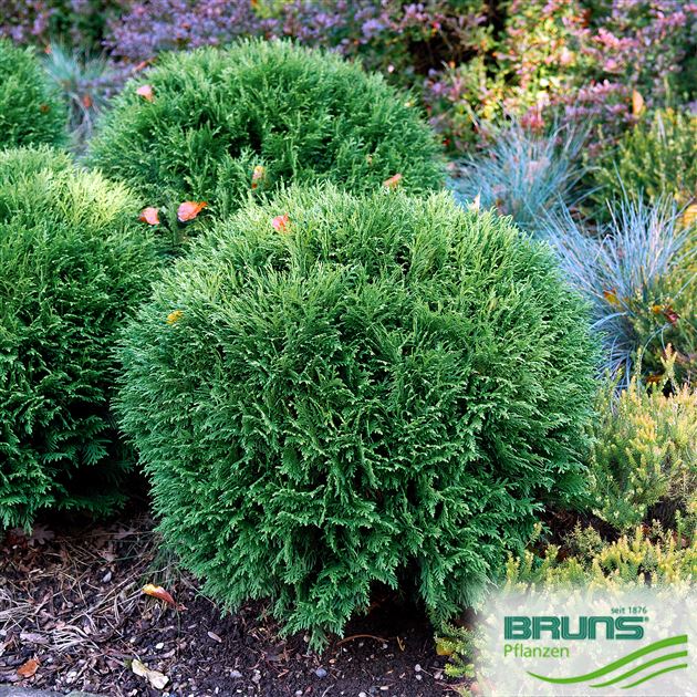 Thuja occidentalis 'Tiny Tim' von Bruns Pflanzen