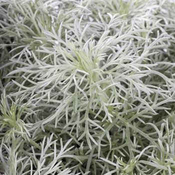 Artemisia schmidtiana 'Nana'