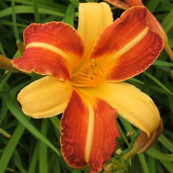 Hemerocallis_Frans_Hals_WI_Q1.jpg