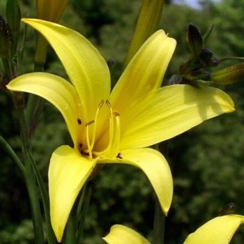 Hemerocallis_minor_HRM_Q1.jpg