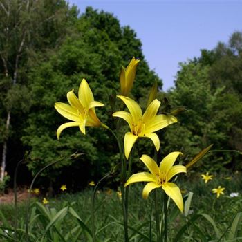 Hemerocallis_minor_HRM_Q2.jpg