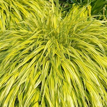 Hakonechloa_macra_Aureola_HRM_Q1.jpg