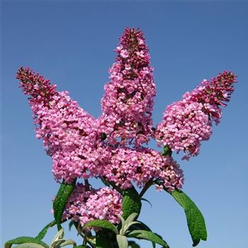 Buddleja_davidii_Pink_Delight_2007_8185.jpg