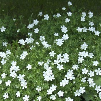 Geranium_sanguineum_Album_HRM_Q2.jpg