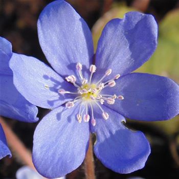 Hepatica_nobilis_WI_Q1.jpg