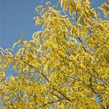 Gleditsia_triacanthos_Inermis_2007_8099.jpg