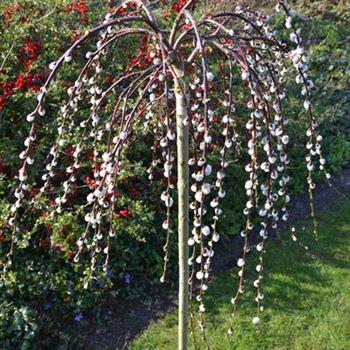 Salix_caprea_Pendula_1.JPG