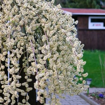 Salix_caprea_Pendula_2009_0625.jpg