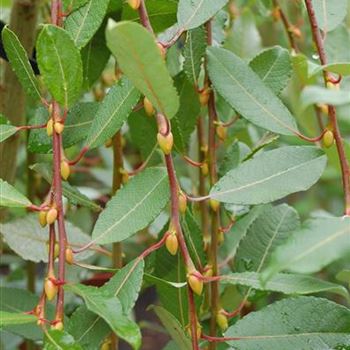 Salix_caprea_Pendula_GR_R2.JPG