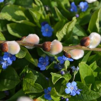 Salix_caprea_Pendula_3.JPG