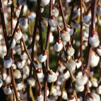 Salix_caprea_Pendula_1S1B1473.JPG