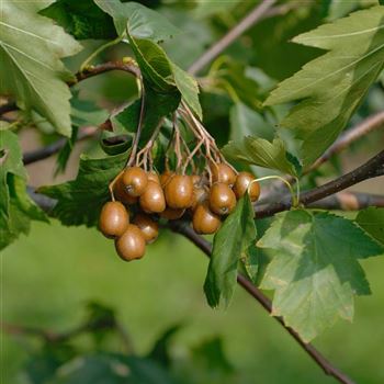 Sorbus_torminalis_2006_5507_q.jpg