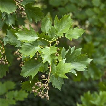 Sorbus_torminalis_2007-4432.jpg