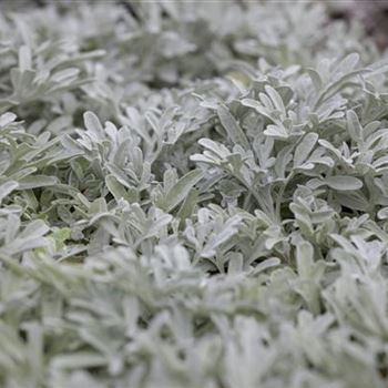 Artemisia stelleriana