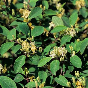 Lonicera_xylosteoides_Claveys_Dwarf_2003-2159.jpg