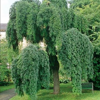 Sophora_japonica_Pendula_1999_4538.jpg