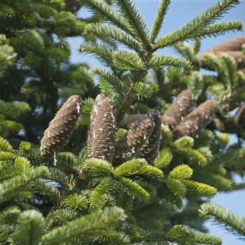 Abies_nordmanniana_2009_6045_q.jpg