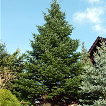 Abies_nordmanniana_2008_0304.jpg