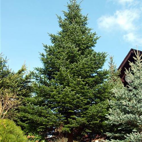 Abies nordmanniana