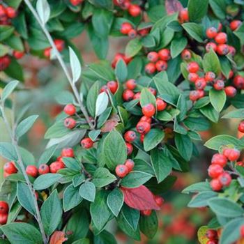 Cotoneaster_franchetii_2008_8789.jpg