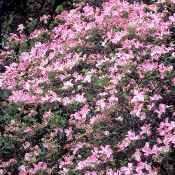 Cornus_florida_rubra_1998_2013_b.jpg