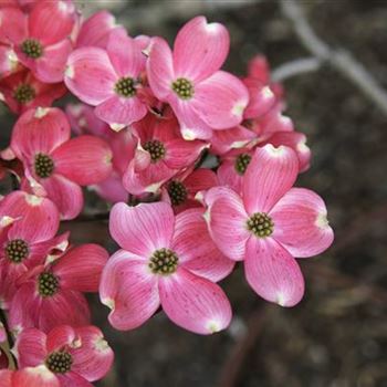 Cornus_florida_Rubra_2008_1692.jpg