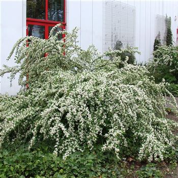 Cotoneaster_multiflorus_2005_1375_q.jpg