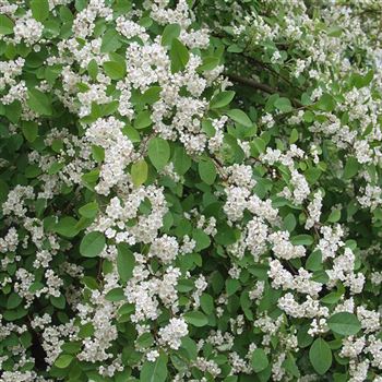 Cotoneaster_multiflorus_2005_1371_q.jpg