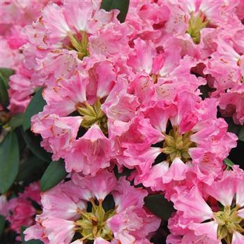 Rhododendron_Morgenrot_2006_2110_Q.jpg