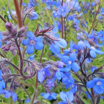 Anchusa_azurea_Dropmore_WI_Q1.jpg