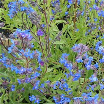 Anchusa_azurea_Dropmore_WI_Q2.jpg