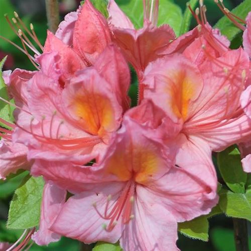 Azalea Knap-Hill 'Pink Delight'