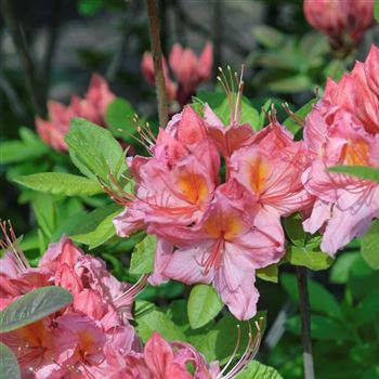 Azalea_Pink_Delight_HRM_Q3.jpg