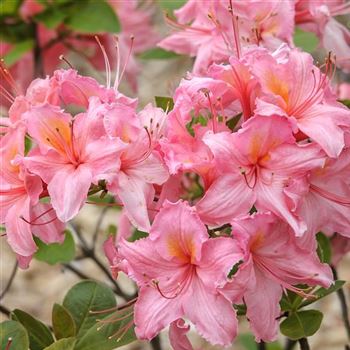 Azalea_Pink_Delight_HRM_Q2.jpg