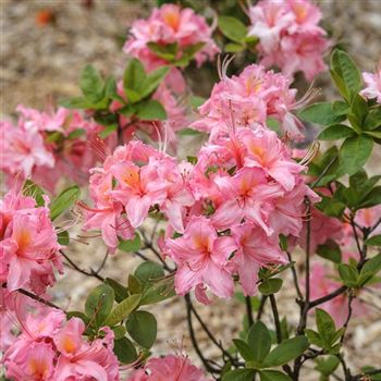 Azalea_Pink_Delight_HRM_Q4.jpg