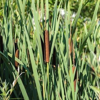 Typha_angustifolia_HRM_R2.jpg