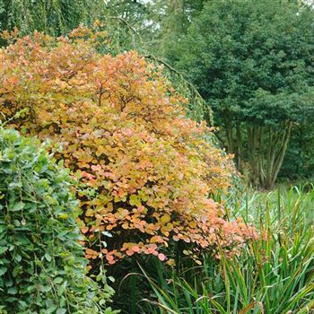 Fothergilla_gardenii_2009_7565.jpg