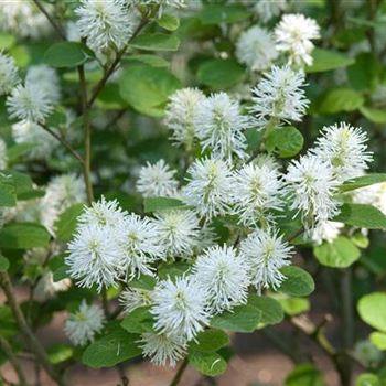 Fothergilla_gardenii_2009_1439.jpg