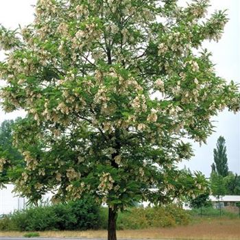 Robinia_pseudoacacia_Bessoniana_1998_2428.jpg