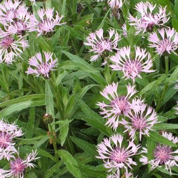 Centaurea_montana_Rosea_WI_Q1.jpg