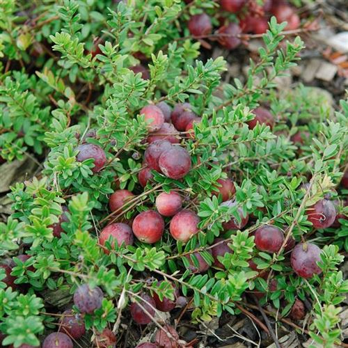 Vaccinium macrocarpon