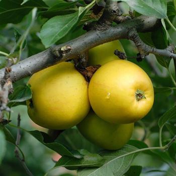 Malus_domestica_Goldparmaene_HRM_6241.jpg