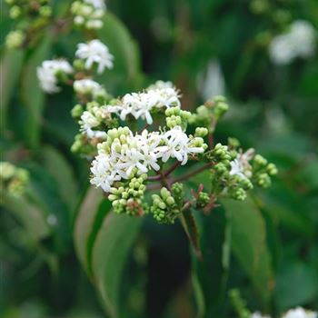 Heptacodium_jasminoides_HRM_7777.jpg