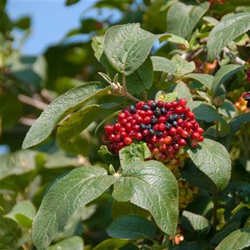 Viburnum_lantana_2008_7000.jpg