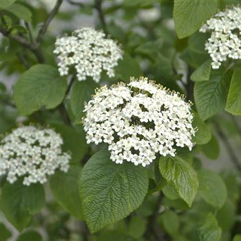 Viburnum_lantana_2008_1880_qb.jpg