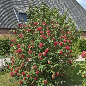 Viburnum_lantana_2009_5639.jpg