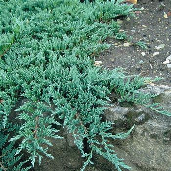 Juniperus_horizontalis_Glauca_2003_1673_q.jpg