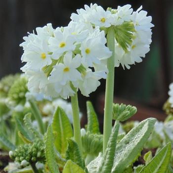 Primula_denticulata_Alba_WI_Q2.jpg