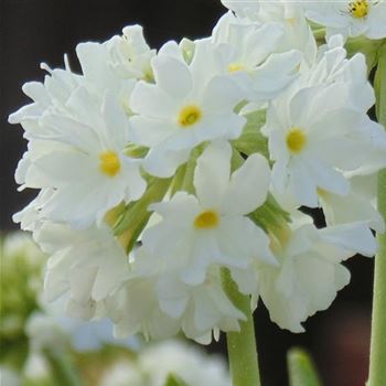 Primula_denticulata_Alba_WI_Q1.jpg